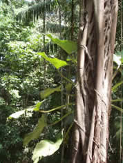 The Acariquara Tree wrapped with vines