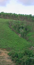 Reforestation